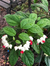 Load image into Gallery viewer, White Bleeding Heart Vine or Clerodendrum thomsoniae Pint Plant Southern Flower Garden Southern Flower Garden
