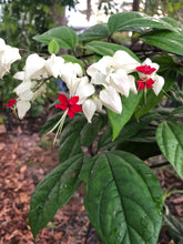 Load image into Gallery viewer, White Bleeding Heart Vine or Clerodendrum thomsoniae Pint Plant Southern Flower Garden Southern Flower Garden