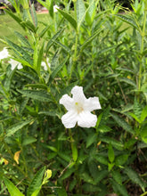 Load image into Gallery viewer, Ruellia metziae White Wild Petunia Quart Plant Southern Flower Garden Southern Flower Garden