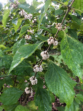Load image into Gallery viewer, Callicarpa Americana var Lactea Beauty Berry white pint plant Southern Flower Garden Southern Flower Garden