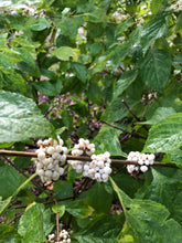 Load image into Gallery viewer, Callicarpa Americana var Lactea Beauty Berry white pint plant Southern Flower Garden Southern Flower Garden