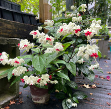 Load image into Gallery viewer, White Bleeding Heart Vine or Clerodendrum thomsoniae Pint Plant Southern Flower Garden Southern Flower Garden
