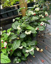 Load image into Gallery viewer, White Bleeding Heart Vine or Clerodendrum thomsoniae Pint Plant Southern Flower Garden Southern Flower Garden