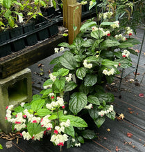 Load image into Gallery viewer, White Bleeding Heart Vine or Clerodendrum thomsoniae Pint Plant Southern Flower Garden Southern Flower Garden