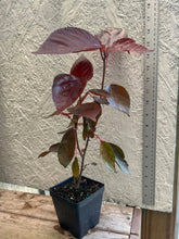 Load image into Gallery viewer, Acalypha Wilkesiana Acalypha 'Louisiana Red' Pint Plant Southern Flower Garden Southern Flower Garden