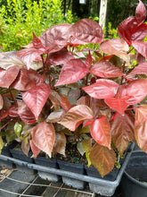 Load image into Gallery viewer, Acalypha Wilkesiana Acalypha 'Louisiana Red' Pint Plant Southern Flower Garden Southern Flower Garden