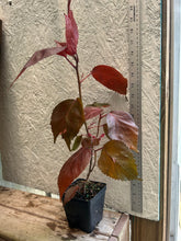 Load image into Gallery viewer, Acalypha Wilkesiana Acalypha 'Louisiana Red' Pint Plant Southern Flower Garden Southern Flower Garden
