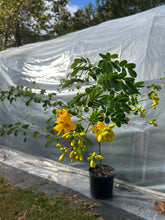 Load image into Gallery viewer, Butterfly Bush - Cassia bicapsularis - Christmas Senna Plant Southern Flower Garden Southern Flower Garden