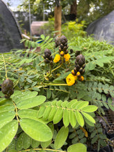 Load image into Gallery viewer, Popcorn Tree Senna didymobotrya or Popcorn Cassia Pint Plant Southern Flower Garden Southern Flower Garden