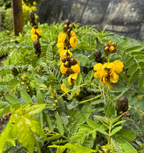 Load image into Gallery viewer, Popcorn Tree Senna didymobotrya or Popcorn Cassia Pint Plant Southern Flower Garden Southern Flower Garden