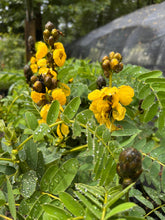 Load image into Gallery viewer, Popcorn Tree Senna didymobotrya or Popcorn Cassia Pint Plant Southern Flower Garden Southern Flower Garden