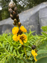 Load image into Gallery viewer, Popcorn Tree Senna didymobotrya or Popcorn Cassia Pint Plant Southern Flower Garden Southern Flower Garden