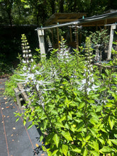 Load image into Gallery viewer, Cat Whiskers White or Orthosiphon Stameneus Java Tea Quart Plant Southern Flower Garden Southern Flower Garden