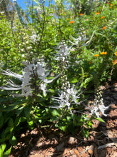 Load image into Gallery viewer, Cat Whiskers White or Orthosiphon Stameneus Java Tea Quart Plant Southern Flower Garden Southern Flower Garden