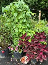 Load image into Gallery viewer, Coleus Merlot or Solenostemon scutellarioides Pint Plant Southern Flower Garden Southern Flower Garden