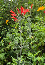 Load image into Gallery viewer, Dicliptera suberecta Hummingbird Bush Pint Plant Southern Flower Garden Southern Flower Garden