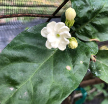 Load image into Gallery viewer, Jasmine Sambac Arabian Jasmine Pint Plant Southern Flower Garden Southern Flower Garden