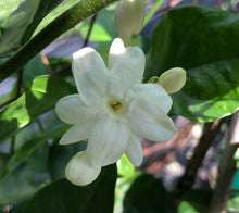 Load image into Gallery viewer, Jasmine Sambac Arabian Jasmine Pint Plant Southern Flower Garden Southern Flower Garden