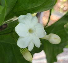 Load image into Gallery viewer, Jasmine Sambac Arabian Jasmine Pint Plant Southern Flower Garden Southern Flower Garden
