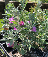 Load image into Gallery viewer, Texas Sage or Leucophyllum frutescens Pint Plant Southern Flower Garden  Southern Flower Garden
