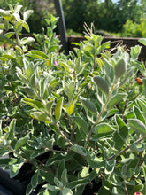 Load image into Gallery viewer, Texas Sage or Leucophyllum frutescens Pint Plant Southern Flower Garden Southern Flower Garden