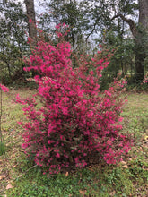 Load image into Gallery viewer, Fringe Flower Loropetalum chinense Ruby Pint Plant Southern Flower Garden Southern Flower Garden