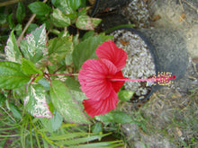 Load image into Gallery viewer, Hibiscus rosa sinensis Matensis tropical Pink Quart Plant Southern Flower Garden Southern Flower Garden