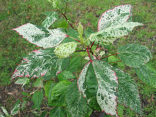Load image into Gallery viewer, Hibiscus rosa sinensis Matensis tropical Pink Quart Plant Southern Flower Garden Southern Flower Garden