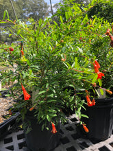 Load image into Gallery viewer, Miniature pomegranate Tree or Punica granatum pint plant Southern Flower Garden Southern Flower Garden