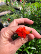 Load image into Gallery viewer, Miniature pomegranate Tree or Punica granatum pint plant Southern Flower Garden Southern Flower Garden