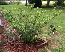 Load image into Gallery viewer, Cestrum nocturnum fragrant Night Blooming Jasmine Pint Plant Southern Flower Garden Southern Flower Garden
