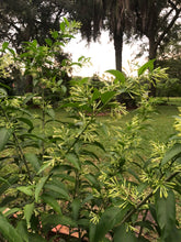 Load image into Gallery viewer, Cestrum nocturnum fragrant Night Blooming Jasmine Pint Plant Southern Flower Garden Southern Flower Garden