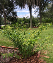 Load image into Gallery viewer, Cestrum nocturnum fragrant Night Blooming Jasmine Pint Plant Southern Flower Garden Southern Flower Garden