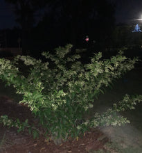 Load image into Gallery viewer, Cestrum nocturnum fragrant Night Blooming Jasmine Pint Plant Southern Flower Garden Southern Flower Garden