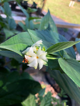 Load image into Gallery viewer, plants Nyctanthes arbor tristis Quart Plant Unbranded Southern Flower Garden