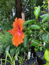 Load image into Gallery viewer, Hibiscus Orange Lagos Hibiscus Rosa-sinensis pint plant Southern Flower Garden Southern Flower Garden