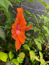 Load image into Gallery viewer, Hibiscus Orange Lagos Hibiscus Rosa-sinensis pint plant Southern Flower Garden Southern Flower Garden