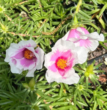 Load image into Gallery viewer, Portulaca grandiflora Samba Peppermint pint plant Southern Flower Garden Southern Flower Garden