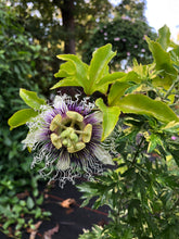Load image into Gallery viewer, Passiflora Edulis Purple Possum Passion Fruit Flower Quart plant Southern Flower Garden  Southern Flower Garden
