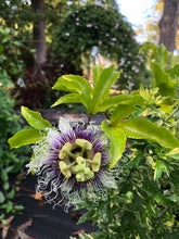Load image into Gallery viewer, Passiflora Edulis Purple Possum Passion Fruit Flower Quart plant Southern Flower Garden Southern Flower Garden