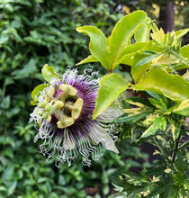 Load image into Gallery viewer, Passiflora Edulis Purple Possum Passion Fruit Flower Quart plant Southern Flower Garden  Southern Flower Garden
