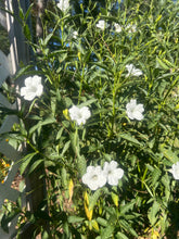 Load image into Gallery viewer, Ruellia malacosperma softseed Wild Petunia alba Pint Plant Southern Flower Garden Southern Flower Garden