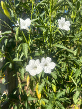 Load image into Gallery viewer, Ruellia malacosperma softseed Wild Petunia alba Pint Plant Southern Flower Garden Southern Flower Garden