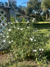 Load image into Gallery viewer, Ruellia malacosperma softseed Wild Petunia alba Pint Plant Southern Flower Garden Southern Flower Garden