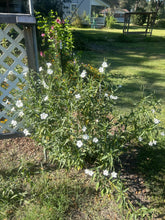 Load image into Gallery viewer, Ruellia malacosperma softseed Wild Petunia alba Pint Plant Southern Flower Garden Southern Flower Garden