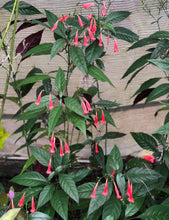 Load image into Gallery viewer, Plants Red Christmas Pride Tropical Monkey Ruellia amoena Pint Plant Southern Flower Garden Southern Flower Garden