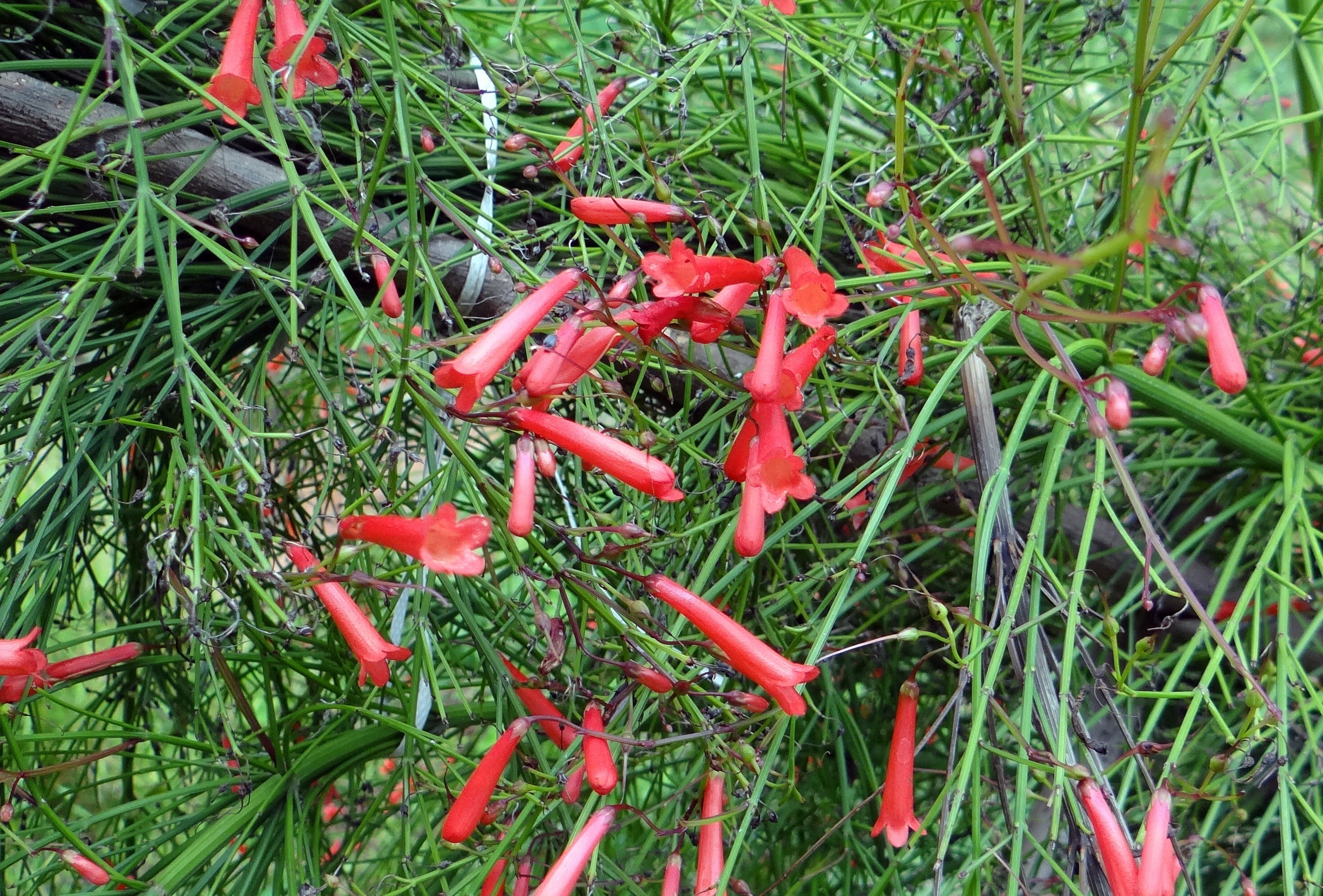 fire racker plant Russelia equisetiformis or Firecracker Plant pint plant – Southern Flower Garden