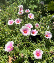 Load image into Gallery viewer, Portulaca grandiflora Samba Peppermint pint plant Southern Flower Garden Southern Flower Garden