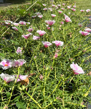 Load image into Gallery viewer, Portulaca grandiflora Samba Peppermint pint plant Southern Flower Garden Southern Flower Garden