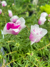 Load image into Gallery viewer, Portulaca grandiflora Samba Peppermint pint plant Southern Flower Garden Southern Flower Garden